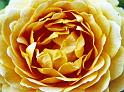 (31) rose